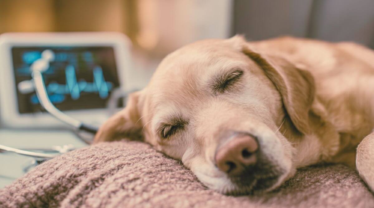 2.NGわんちゃんの血圧の基本 平均血圧や測り方
