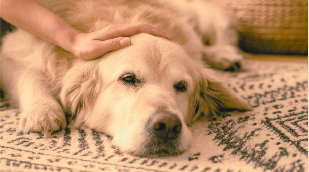 2.わんちゃんの嘔吐と吐出の違いと見分け方は？  