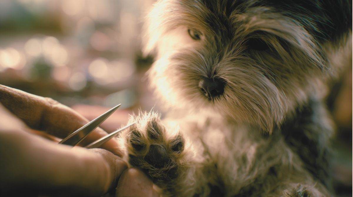 3.爪切り、足裏の毛の処理、肛門腺絞り