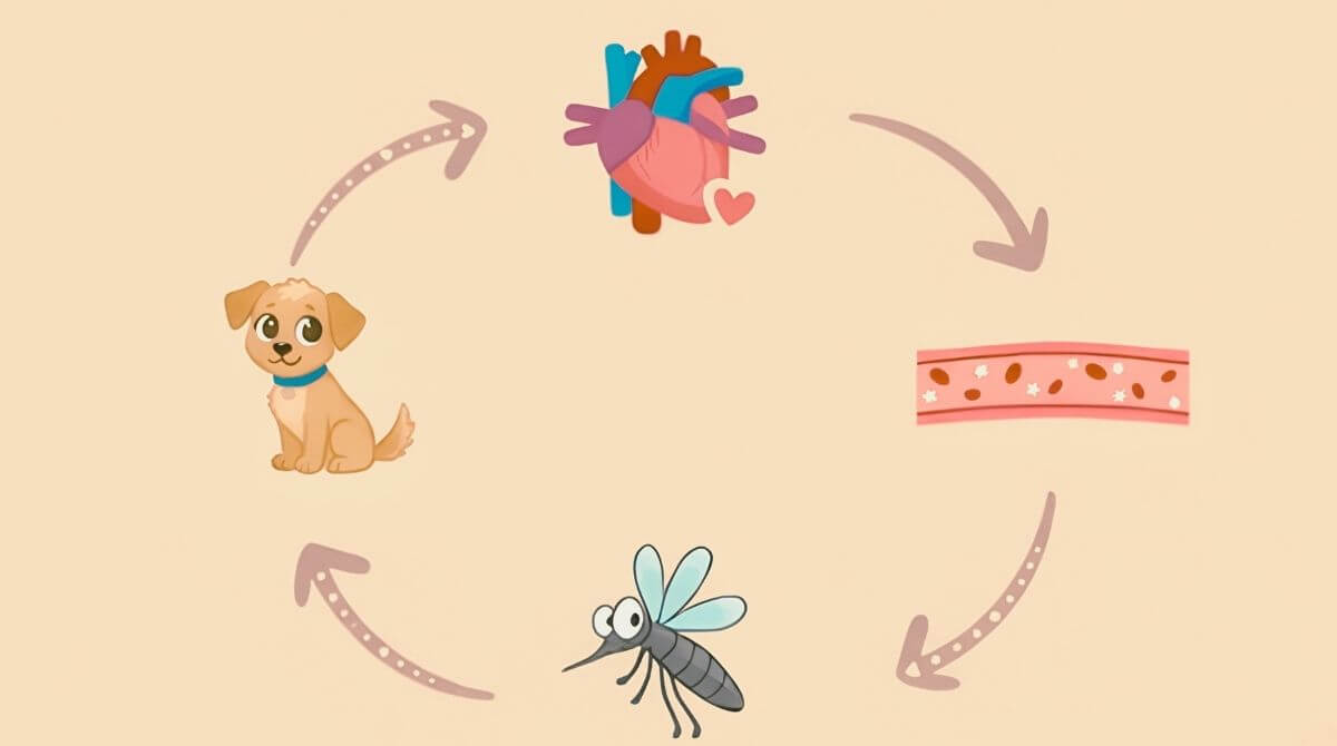 1.フィラリア症とは？ 