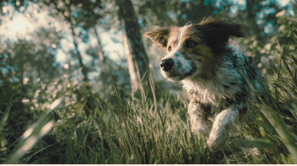 愛犬がご飯を食べない・・・理由とその対応策とは？  
