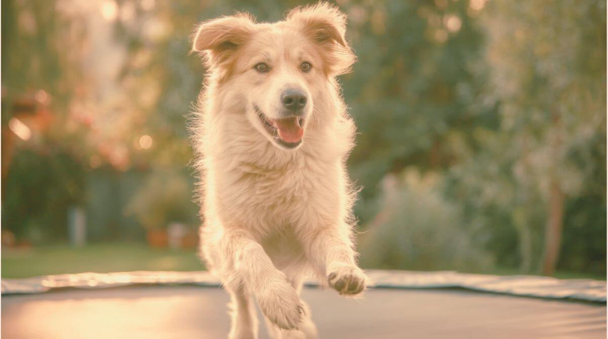 2.わんちゃんとの遊びをもっと楽しくするコツ 