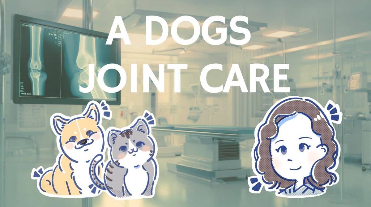 わんちゃんの関節トラブルの原因とNG行動！  
