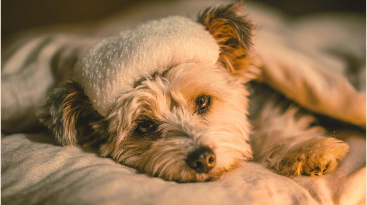 ワクチン後に気を付けることは？