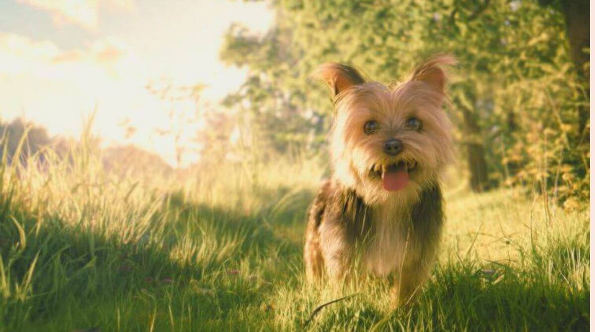 愛犬も花粉症に？対策方法を徹底解説！  