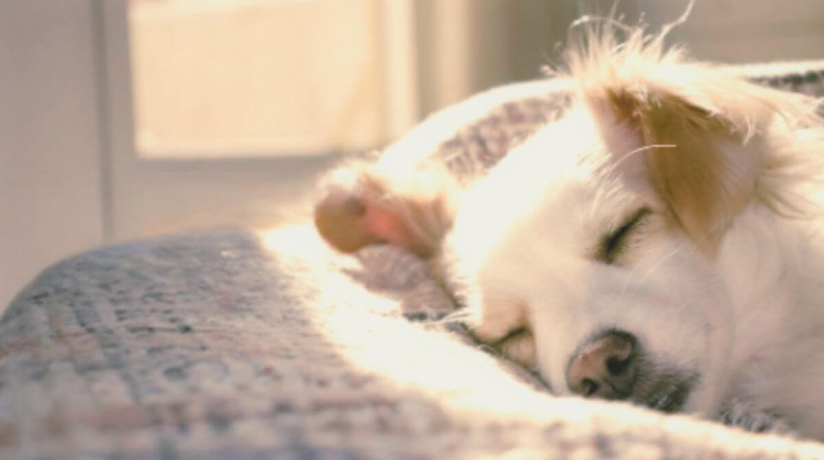 2.春の体調不良の原因と対策 