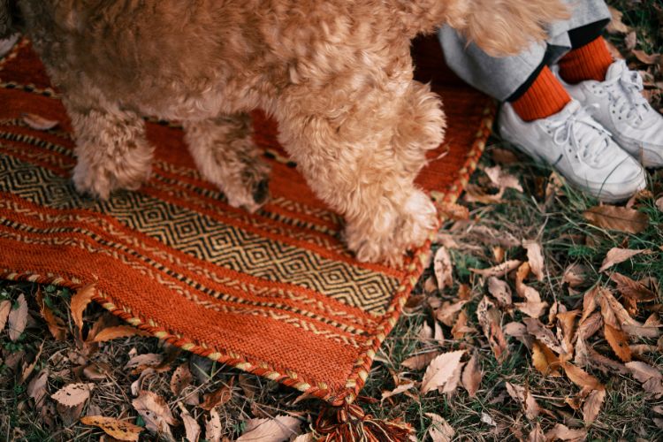 愛犬愛猫災害時