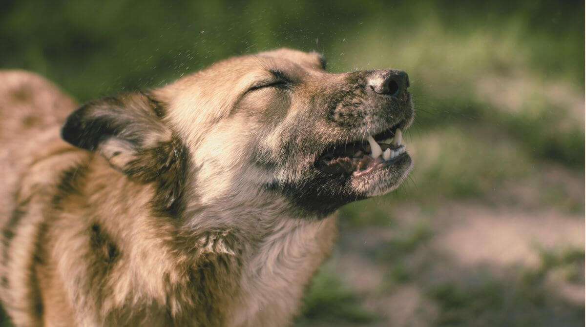 1. わんちゃんにも花粉症ってあるの？