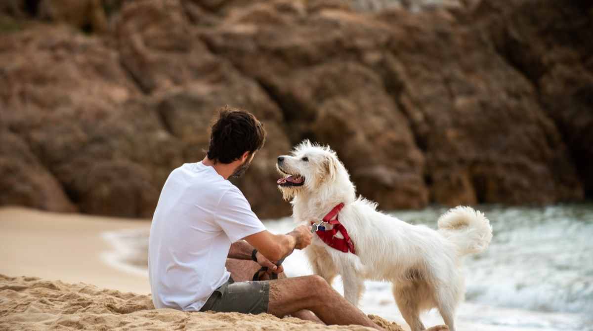 愛犬と夏休み