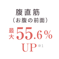 腹直筋(お腹の前面)最大55.6%UP