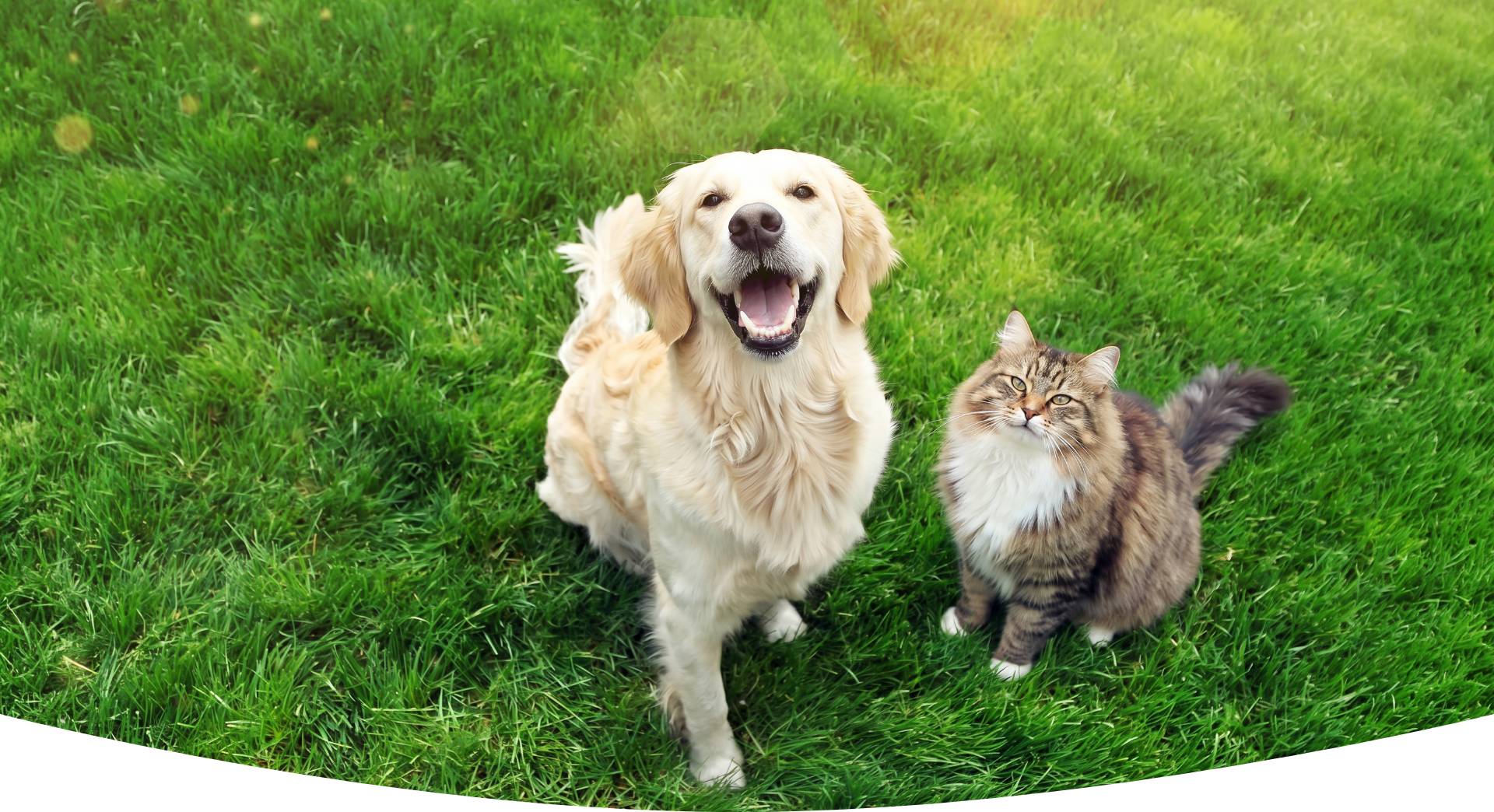 芝生の上の犬と猫