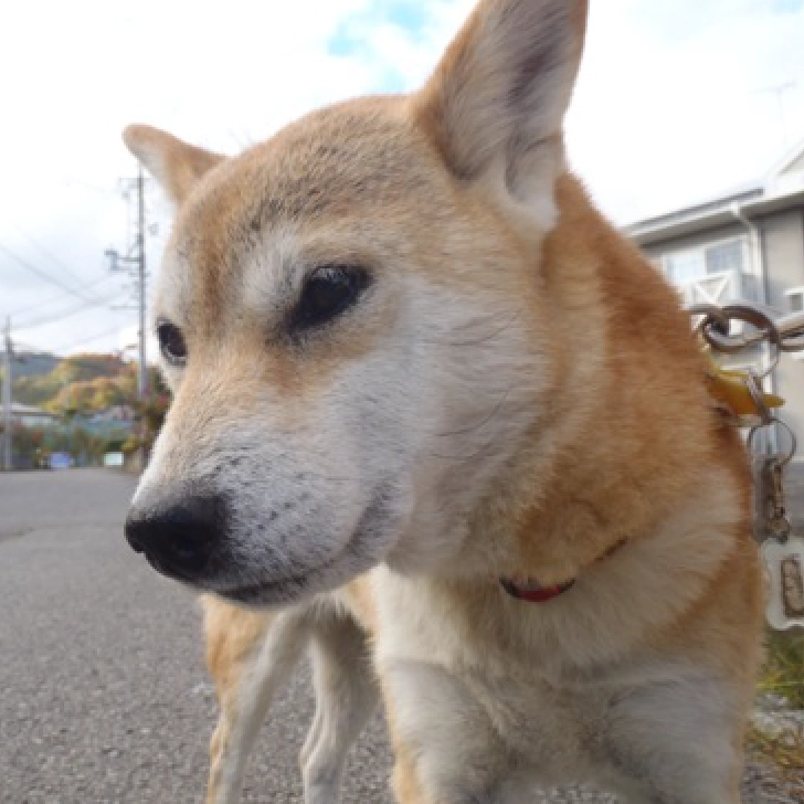 はるかちゃん