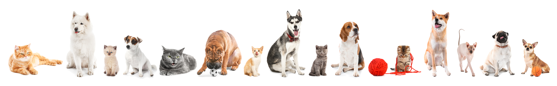 さまざまな犬と猫