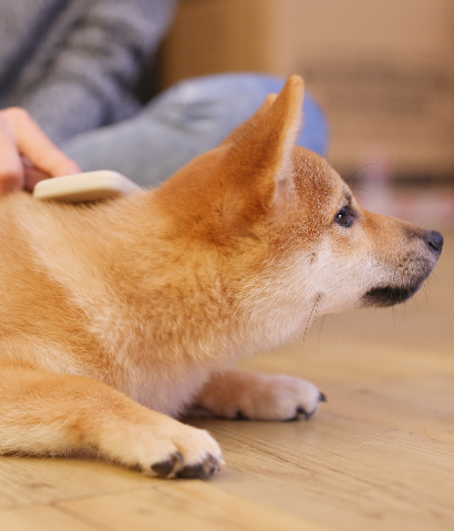 犬の健康を見守る様子