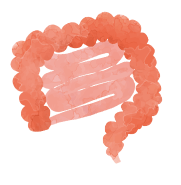 腸イラスト
