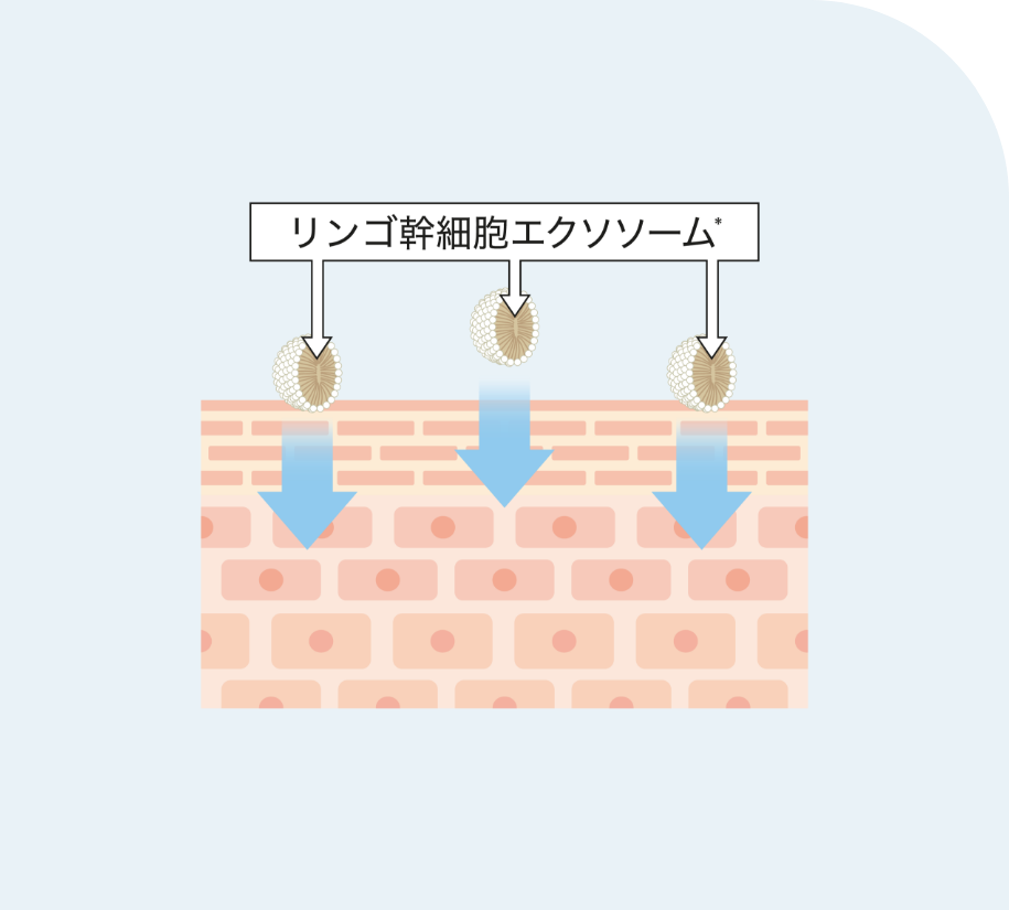 浸透カプセル*化したリンゴ幹細胞エクソソーム*配合