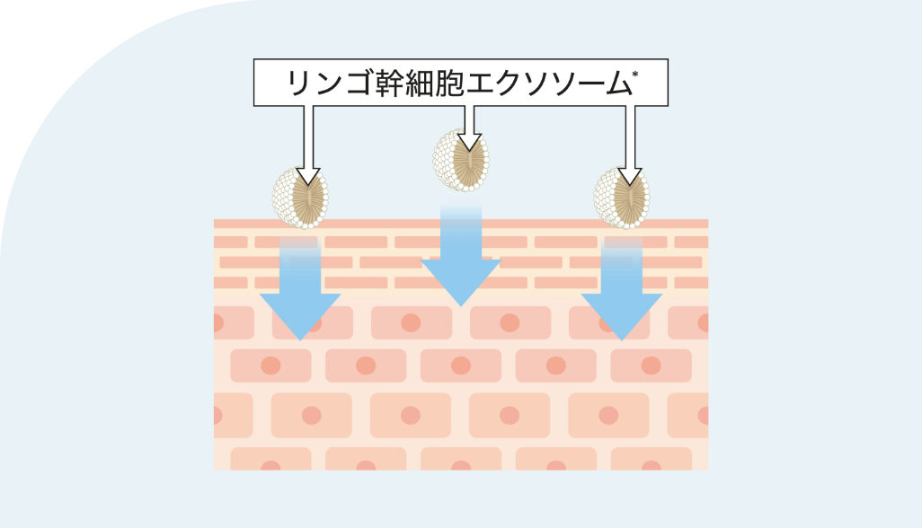 浸透カプセル*化したリンゴ幹細胞エクソソーム*配合