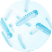 乳酸菌溶解物*3