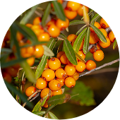 サジーエキス*2