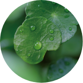 ツボクサエキス*1