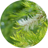 ティーツリー抽出物*2