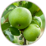 リンゴ幹細胞エクソソーム*2