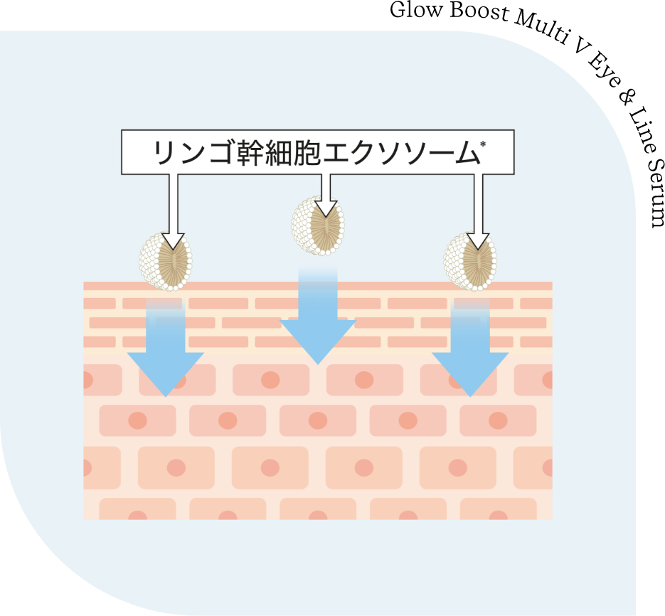 浸透カプセル*化したリンゴ幹細胞エクソソーム*配合