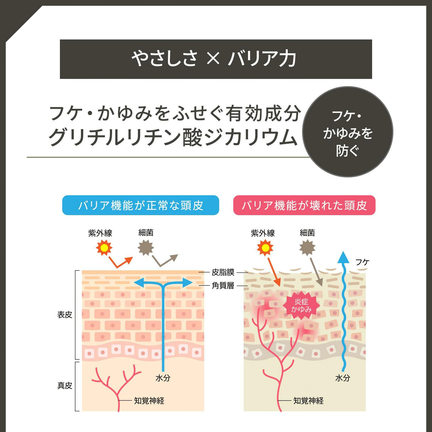 ザ・チャーガ 薬用スカルプシャンプー 290mL