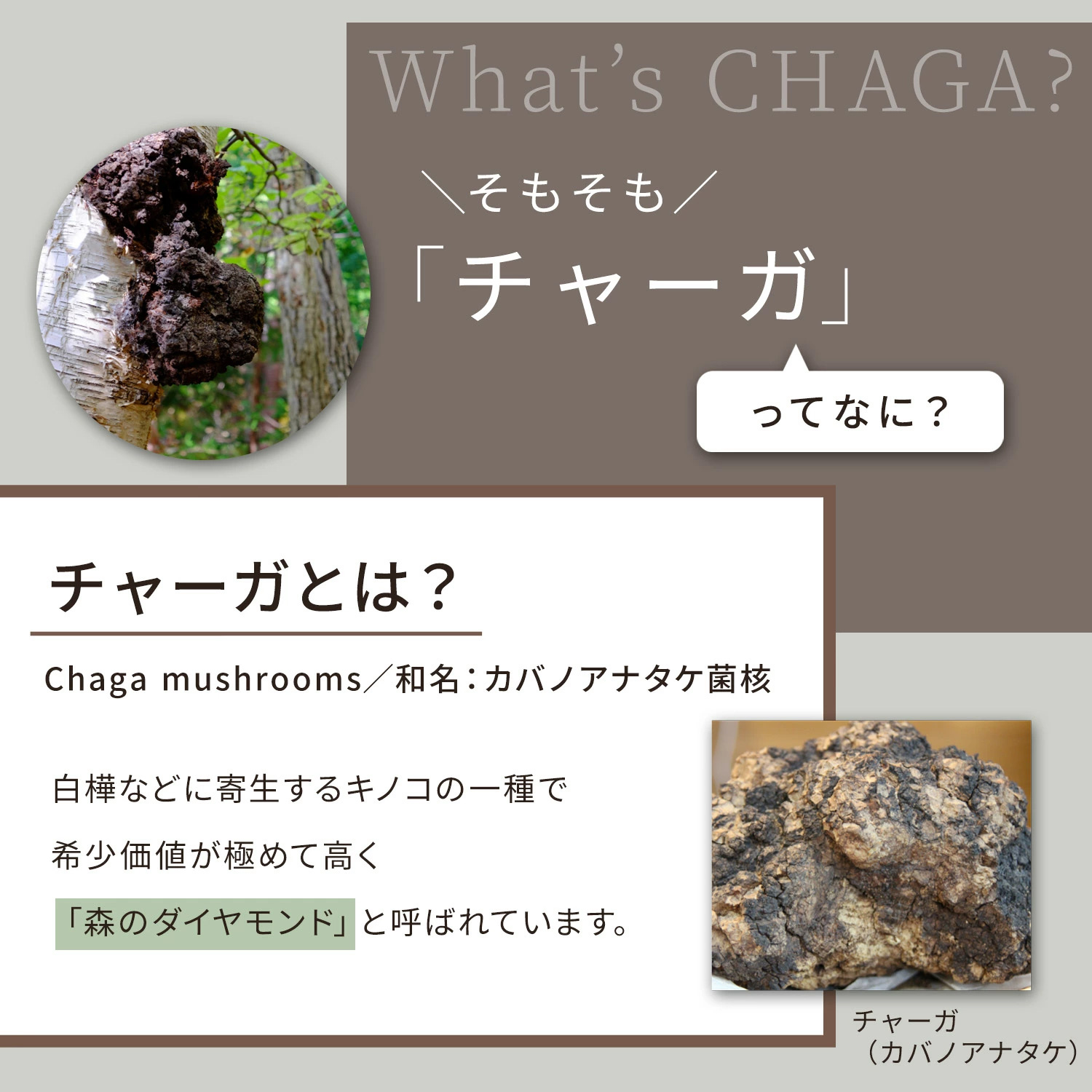 ザ・チャーガ 薬用スカルプシャンプー 290mL