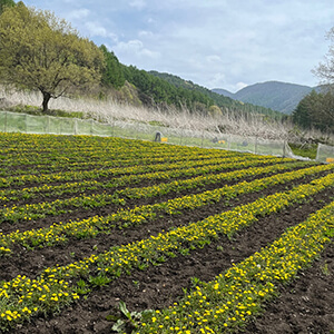 たんぽぽコーヒー（RELEASE）