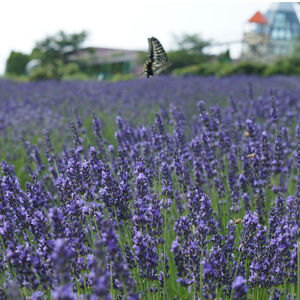 エッセンシャルオイル（ラベンダー）
