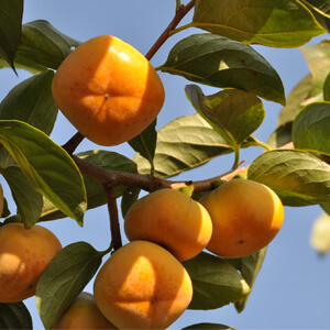 国産無添加ドライフルーツ（柿）