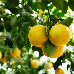 国産無添加ドライフルーツ（グレープフルーツ） ２袋セット