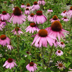 アップルジュレ