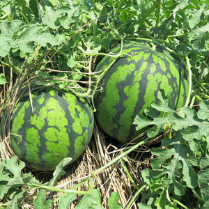 国産無添加ドライフルーツ（スイカ）