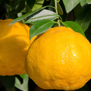 国産無添加ドライフルーツ（不知火/デコポン）