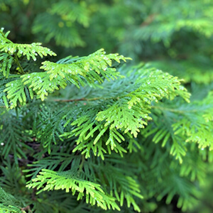 エッセンシャルオイル（青森ヒバ）