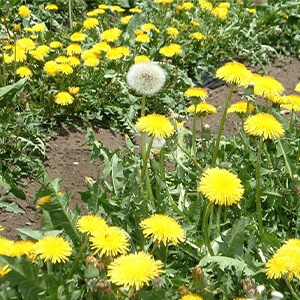 たんぽぽコーヒー（RELEASE）