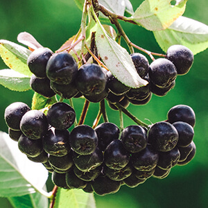 スーパーフルーツパウダー（アロニア）