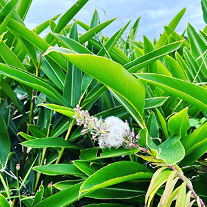 エッセンシャルオイル（月桃）