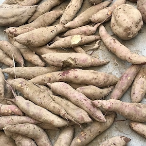 シーズナルベジスープ（さつまいも）