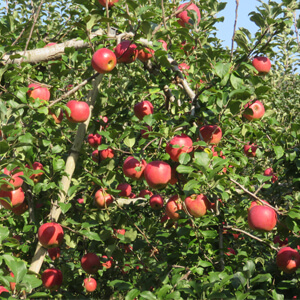 アップルジュレ