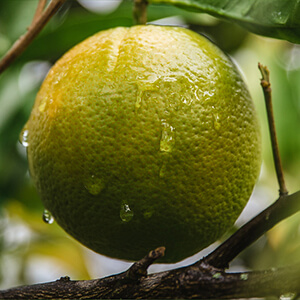 スーパーフルーツパウダー（シークワーサー）