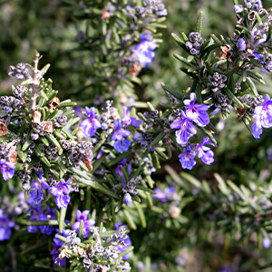 エッセンシャルオイル（ローズマリー）