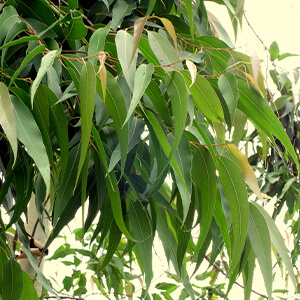 エッセンシャルオイル（レモンユーカリ）