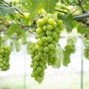 国産無添加ドライフルーツ（シャインマスカット） ２袋セット