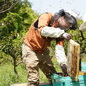 【初回食べ比べ３種セット】フルーツハニー