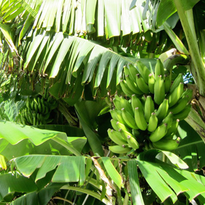 国産無添加ドライフルーツ（バナナ）