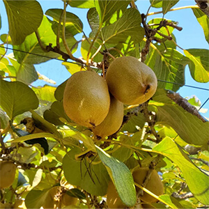 国産無添加ドライフルーツ（ゴールデンキウイ） ２袋セット