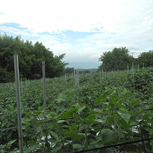 国産無添加ドライフルーツ（ホオズキ/ゴールデンベリー）